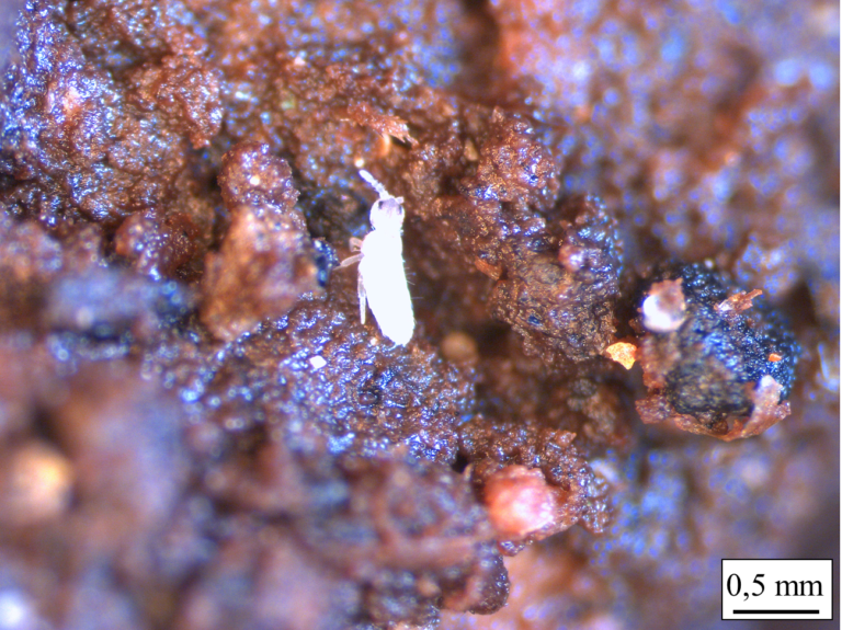 observé à la loupe binoculaire (collembole vivant) Eisenia