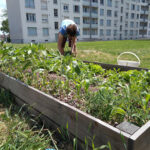Animation au jardin des Vernes de terre